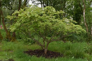 Acer palmatum
