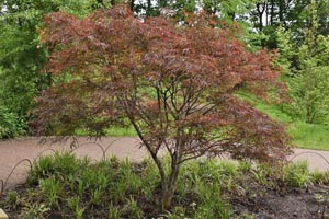 Acer palmatum