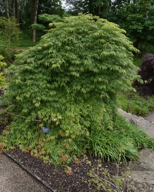 Acer palmatum