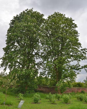 Horse chestnut