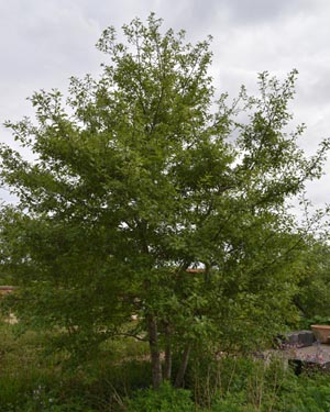 Alder