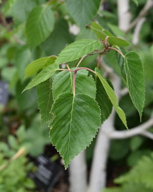 Himalayan birch