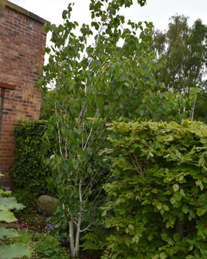 Betula utilis jacquemontii