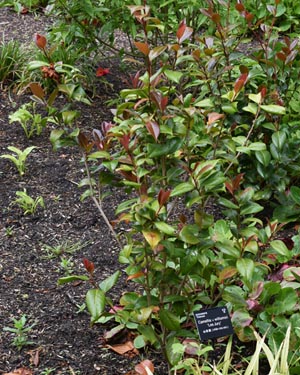 Camellia