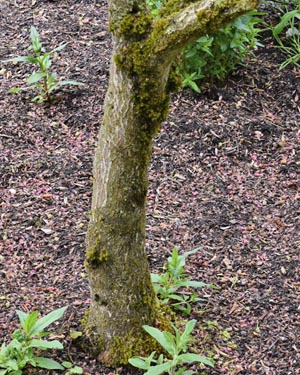 Chinese redbud