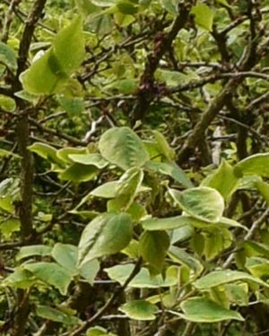 Chinese redbud