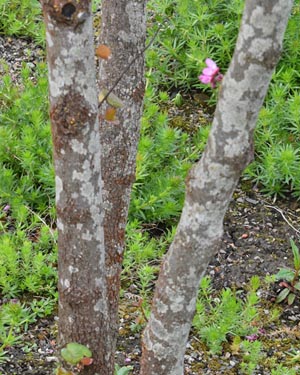 Cercis siliquastrum
