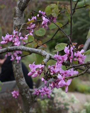 Cercis siliquastrum