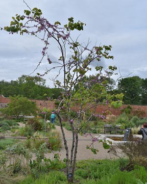 Cercis siliquastrum