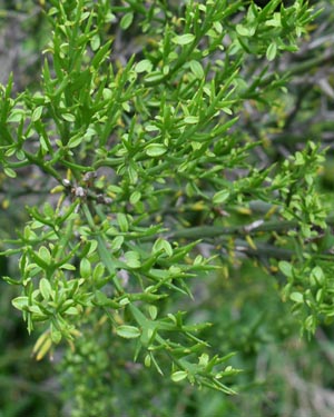 Colletia hystrix