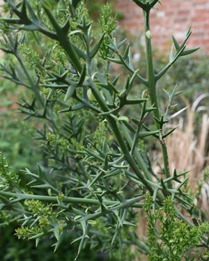 Colletia hystrix