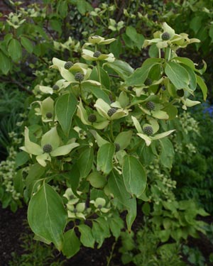 Cornus kousa China Girl