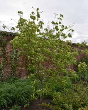 Cornus kousa China Girl