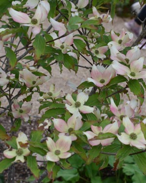 Cornus stellar pink