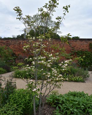 Cornus rutgersensis