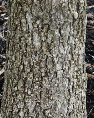 Purle leaved filbert