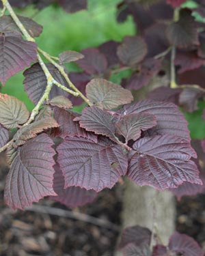 Corylus maxima
