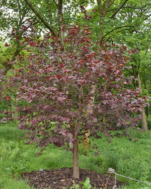 Corylus maxima