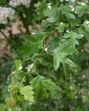 Crataegus monogyna