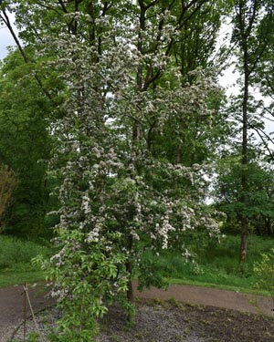 Crataegus