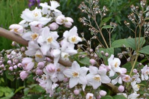Deutzia