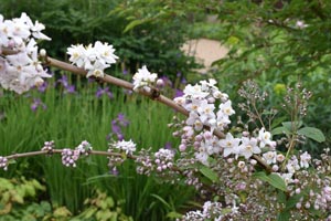 Deutzia