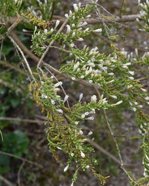 Fabiana imbricata