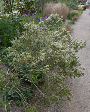 False heath