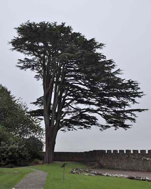 Cedar of Lebanon