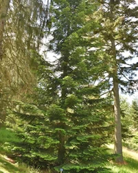 Abies amabilis