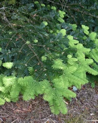 Abies amabilis