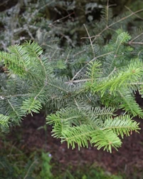 Abies balsamea