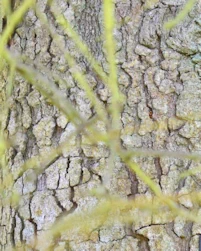 Greek fir