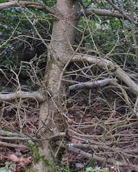 Acer ginnala