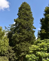 Abies grandis