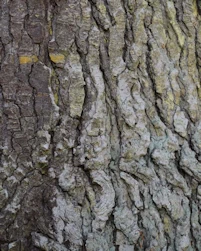 Grand fir