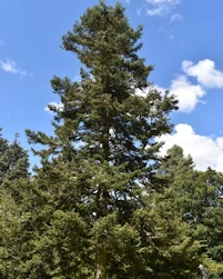 Abies hopophylla