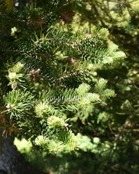 Abies holophylla