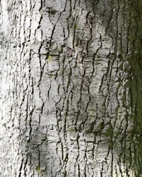Noble fir