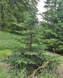 Abies recurvata ernestii