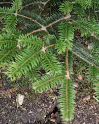 Abies squamata