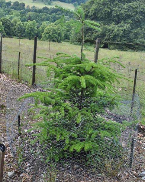 Abies veitchii