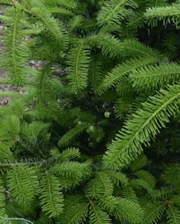 Veitch's fir