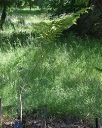 Acer australe