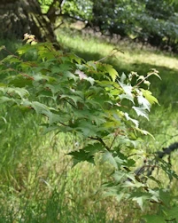 Acer tschonoskii