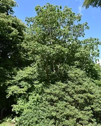 Acer circinatum