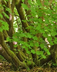 Acer circinatum
