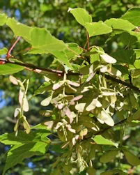 Acer circinatum