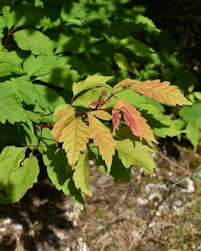 Acer cissifolium