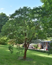 Acer griseum